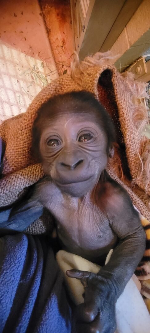 Mountain Gorilla Infants Early Life and Growth