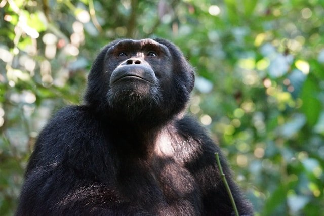 Book Your Best Chimpanzee Trekking in Uganda Adventure Today