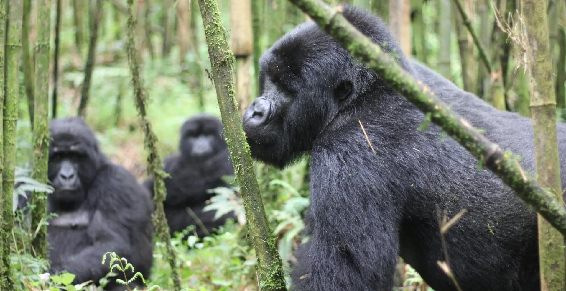 Book Your Family Gorilla Trekking Adventure Today