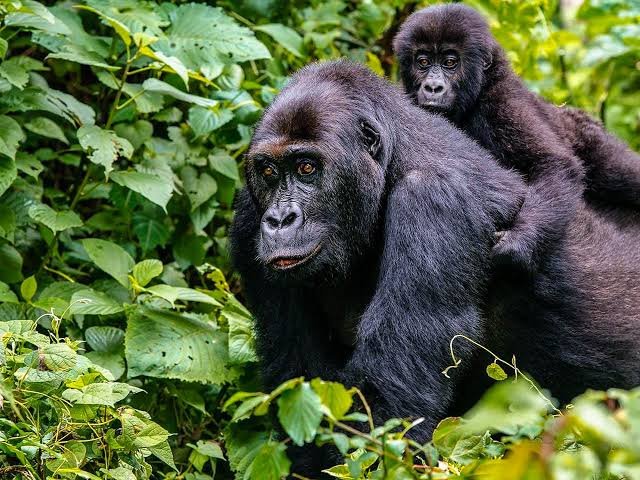 Reserve a Gorilla Trekking Safari with NextGEN Safaris