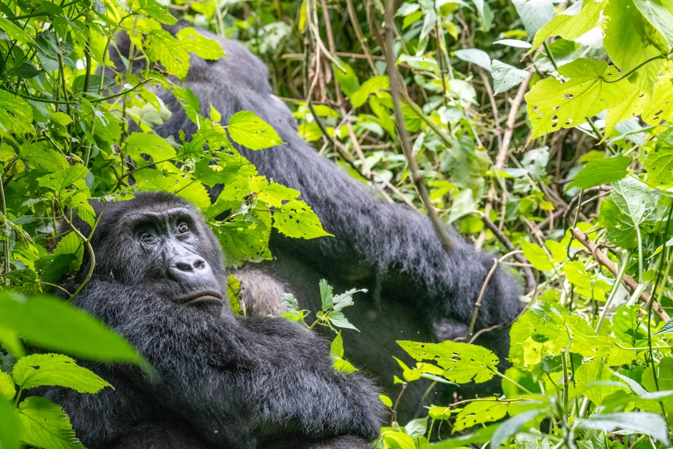 Gorilla Trekking Booking with NextGEN Safaris