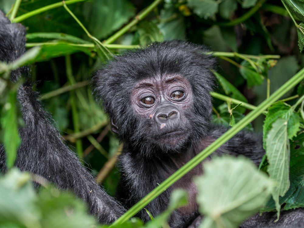 Booking a Gorilla Habituation Tour in Africa with Nextgen Safaris