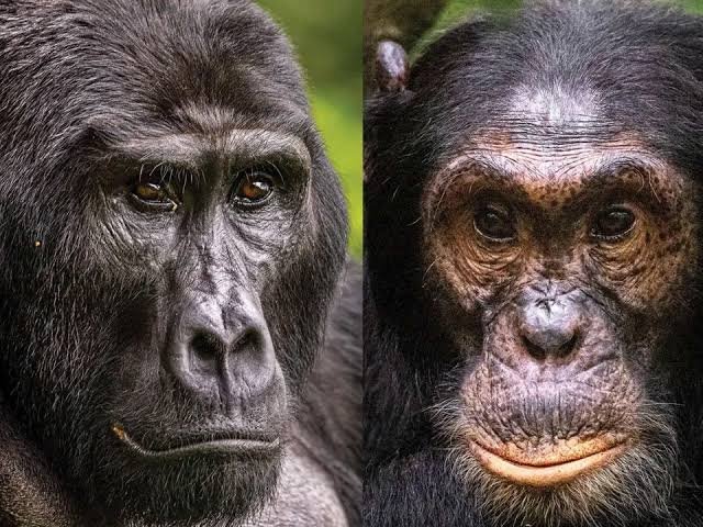 Budget Chimpanzee Tours in Uganda