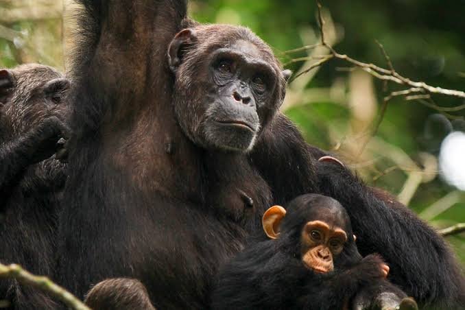 Budget Chimpanzee Tours in Uganda