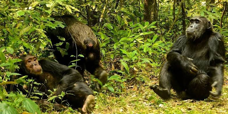 Budget Chimpanzee Tours in Kibale Forest National Park
