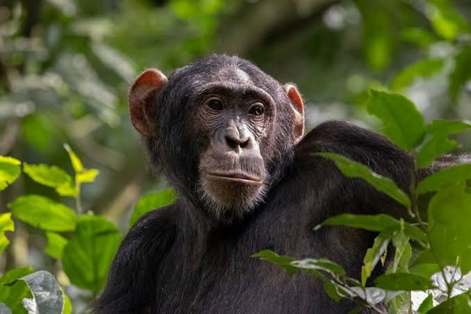 Budget Chimpanzee Tours in Uganda