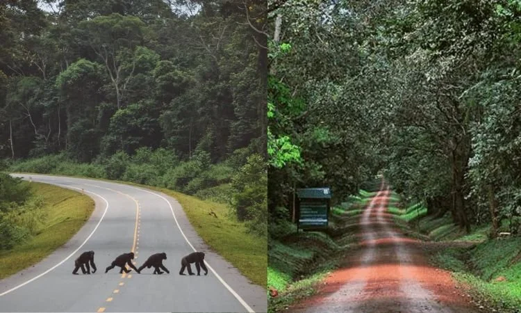 Budongo Forest offers a quieter and more intimate