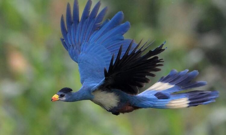 Bwindi Impenetrable National Park Uganda