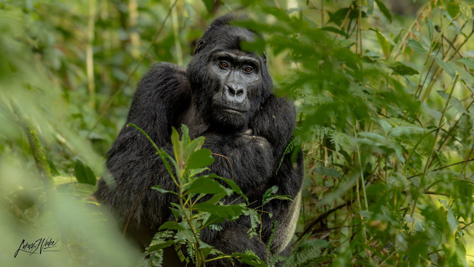 Who Should Book Gorilla Habituation Experience?