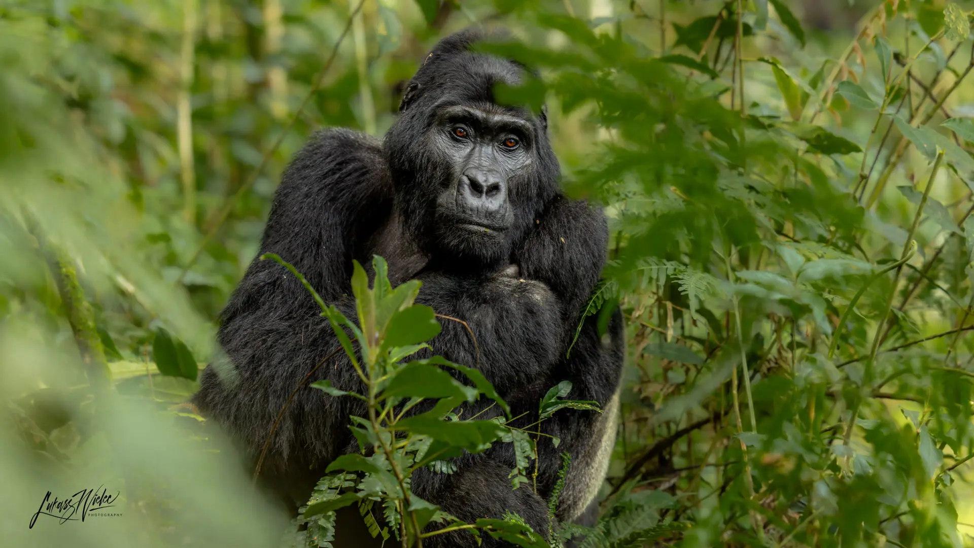 Bwindi Impenetrable National Park Gorilla Safaris Bwindi Impenetrable National Park gorilla trekking safaris in Uganda