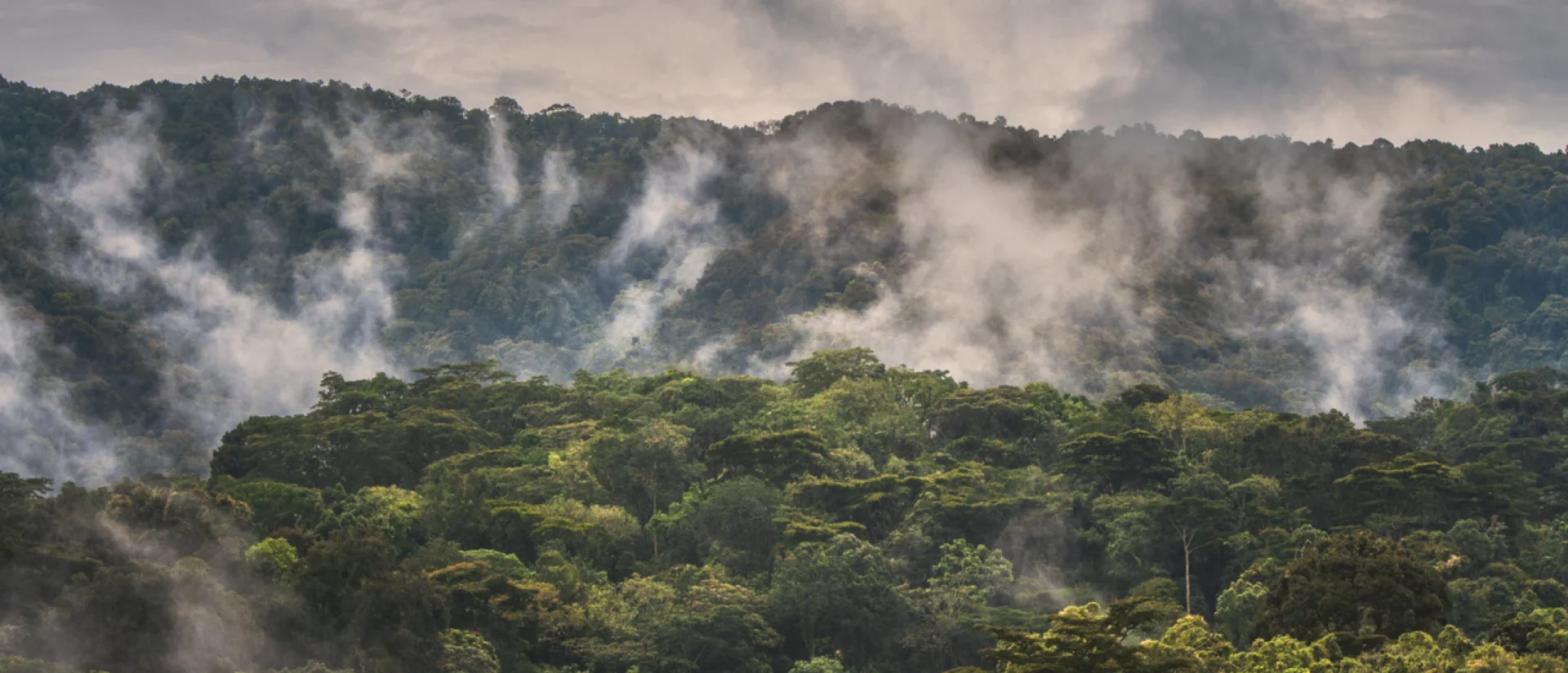 Bwindi Impenetrable National Park Christmas gorilla trekking safari