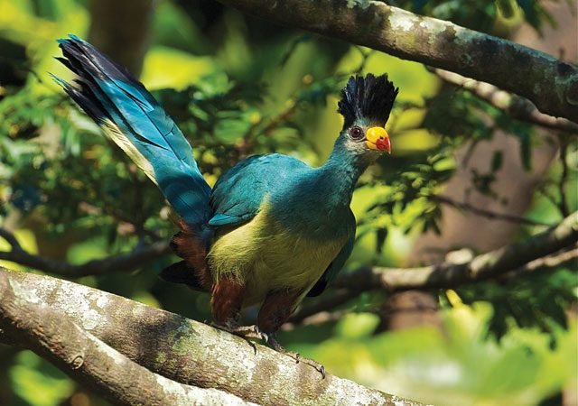 Explore Bwindi Impenetrable National Park Uganda Safari Experience
