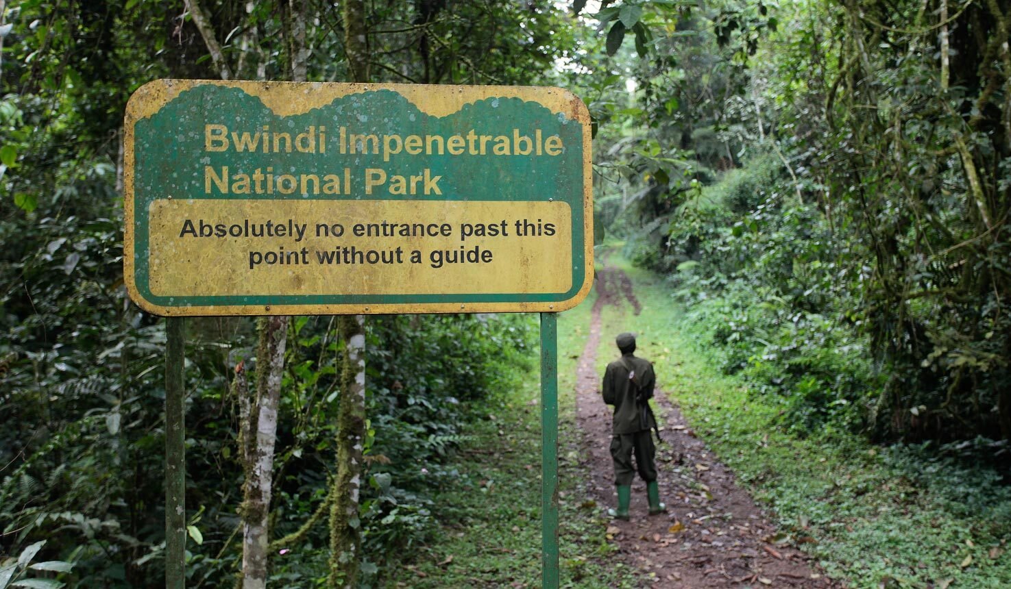 Reading Gorilla Trekking Reviews is one of the best ways for travelers to understand what the experience is really like before planning their own adventure. Reviews provide valuable insights into trekking conditions,