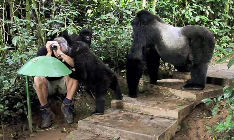 During your trek, pay attention to interactions between gorilla