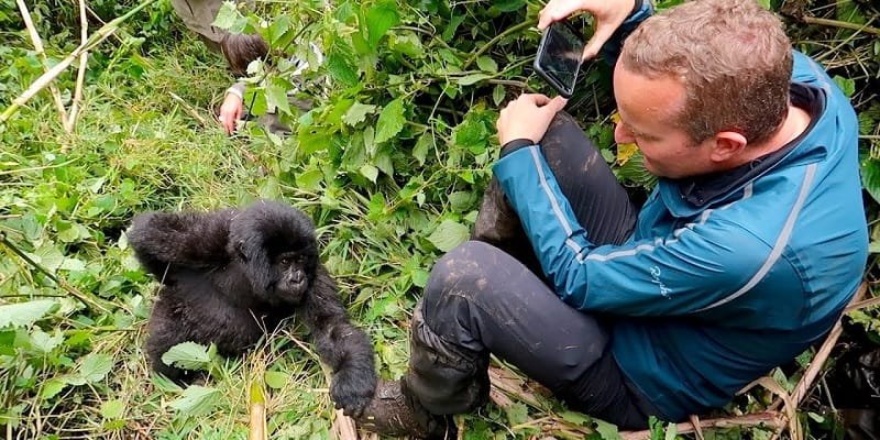 Chances of Seeing Gorillas in Rwanda