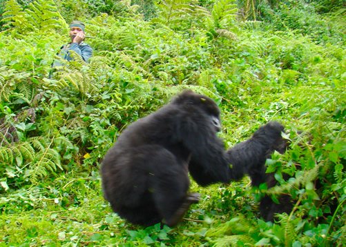 Arabic Speaking Guides on Uganda and Rwanda Safari for Rwanda gorilla trekking experiences