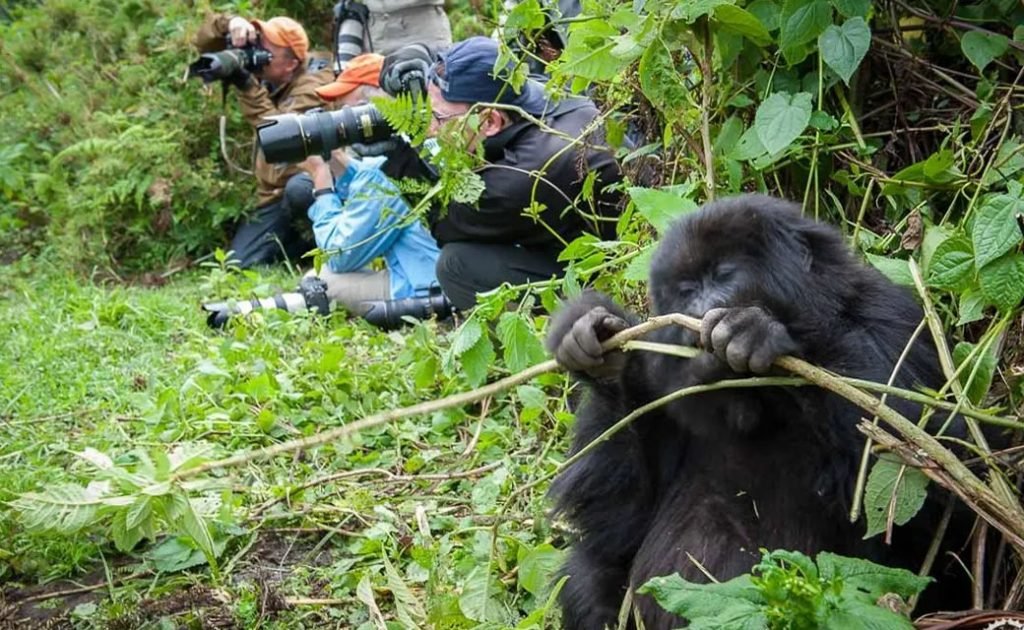 Chances of Seeing Gorillas in Rwanda during Gorilla Trekking Safari