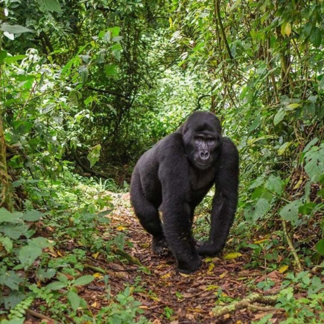 Uganda Gorilla Trekking Booking Information
