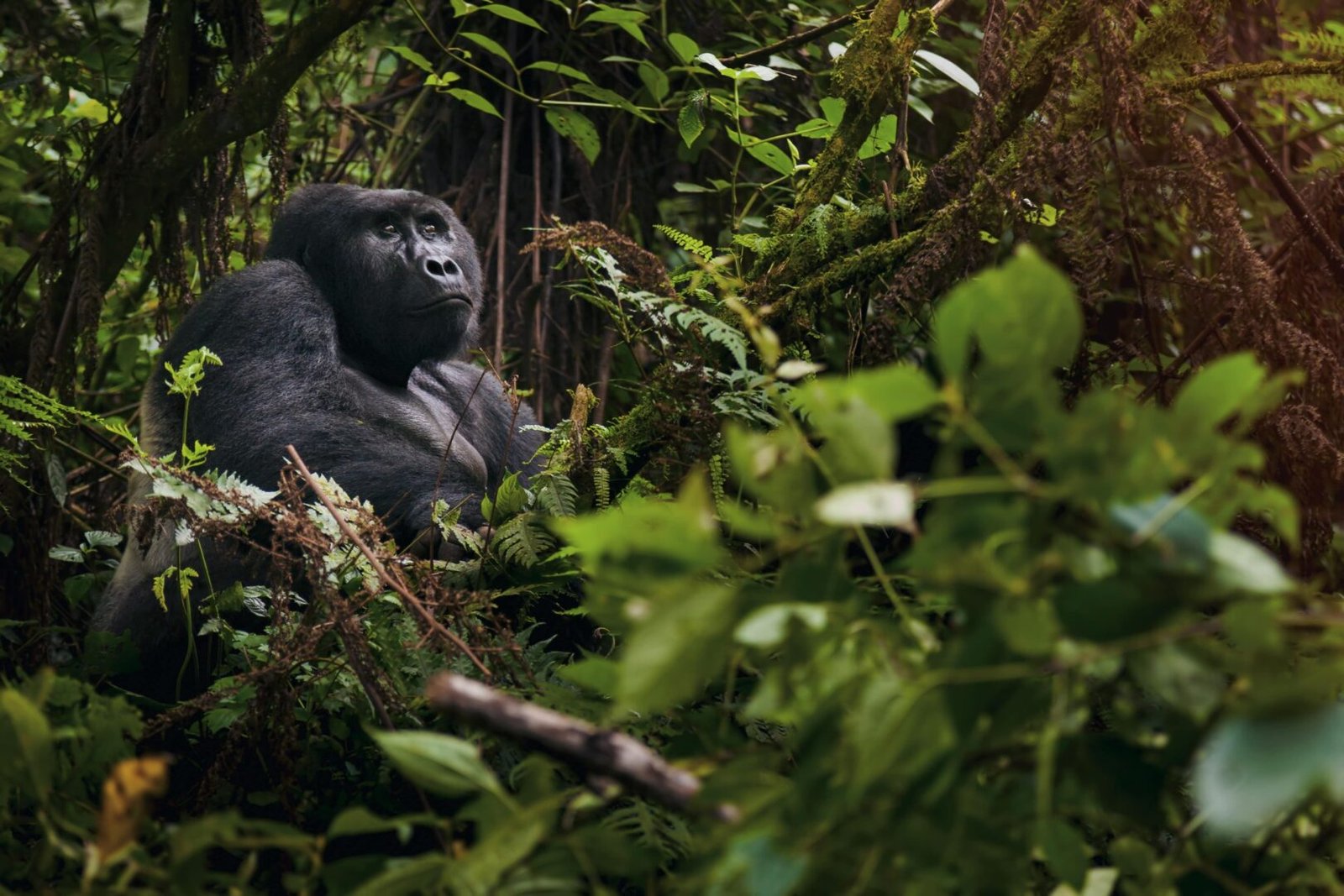 Chances of Seeing Gorillas in Uganda and Rwanda