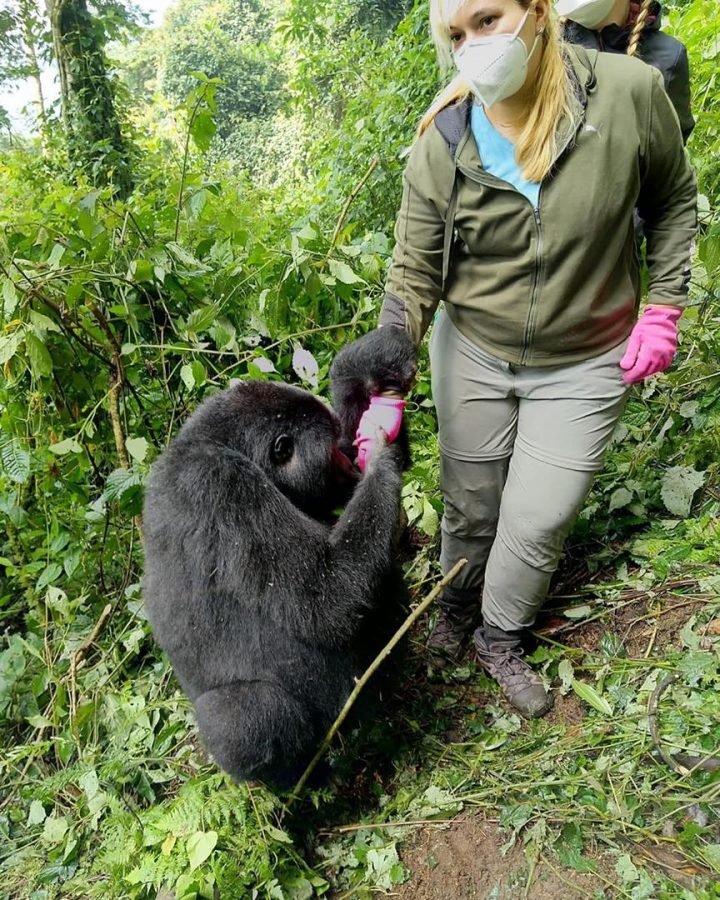 Chances of Seeing Gorillas in Uganda during Gorilla Trekking Safari