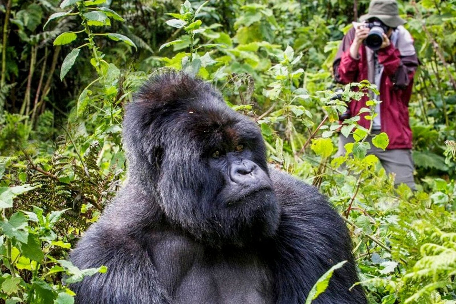 Chances of Seeing Gorillas in Uganda