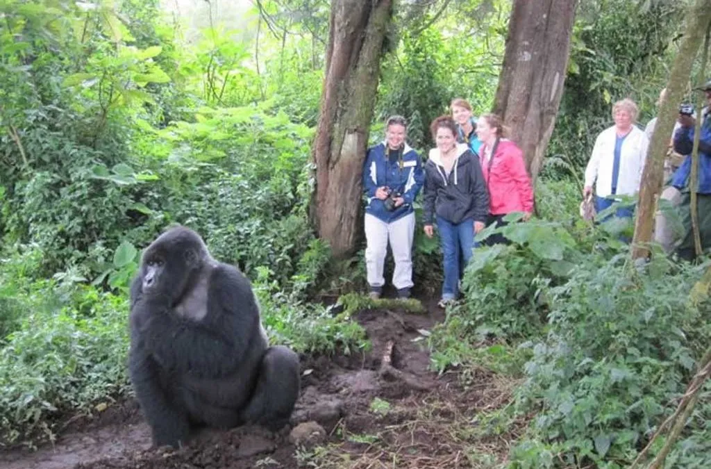 Probability of Seeing Gorillas in Uganda Safaris