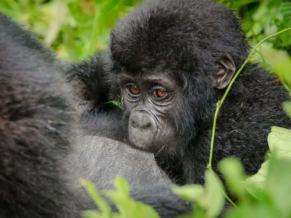 Book Your Group Joining Gorilla Tour in Rwanda Today
