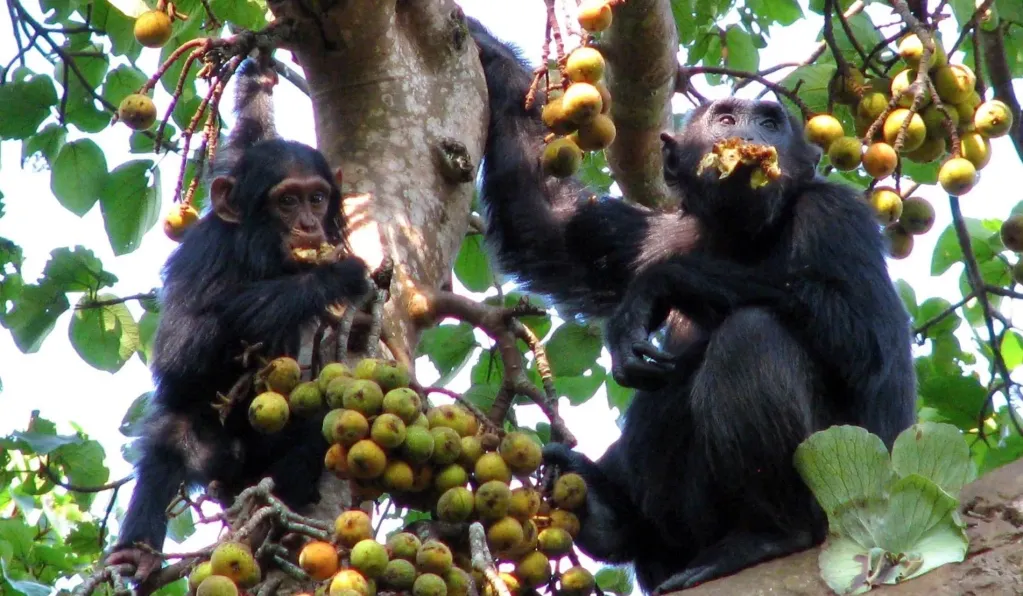 Chimpanzee Habituation Experience Costs