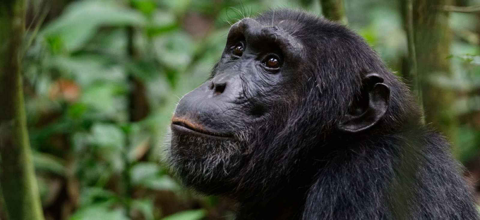 Chimpanzee Permit Cost in Uganda