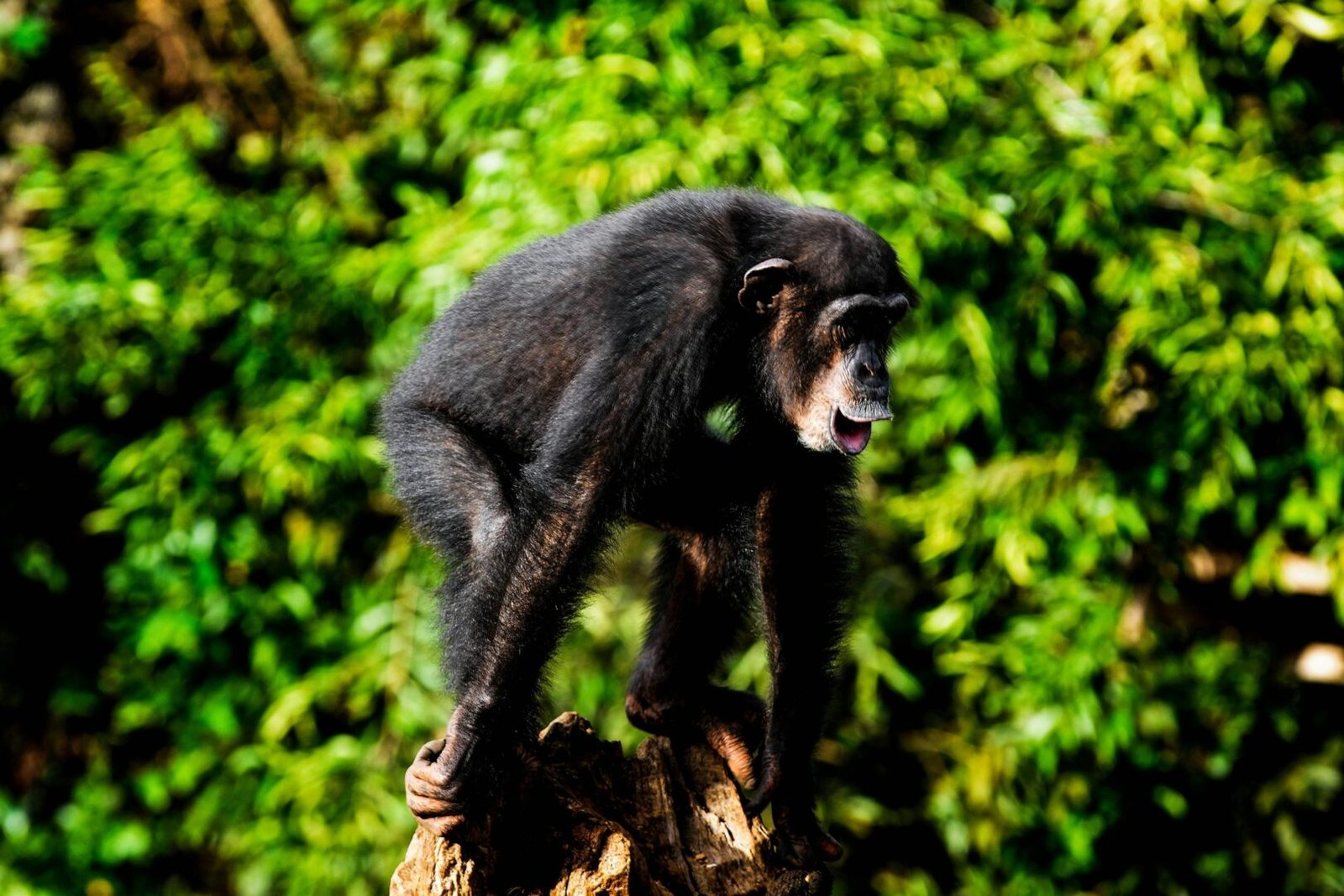 Chimpanzee Permit Guide