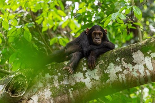 Chimpanzee Tracking Permit Information Guide