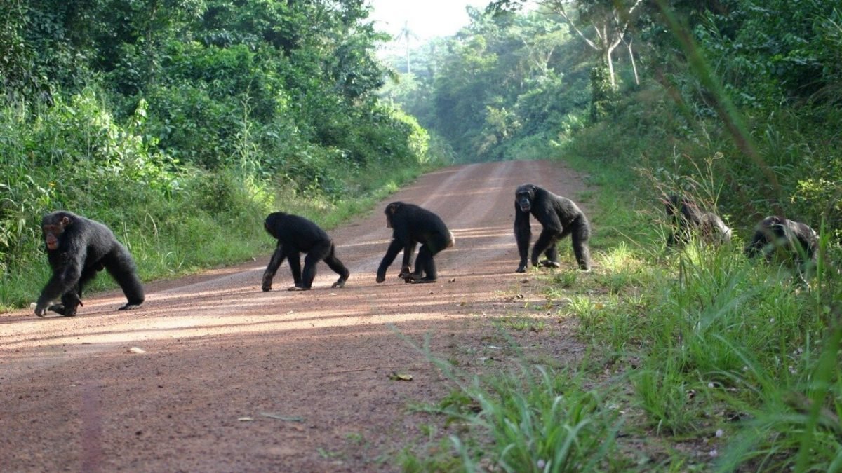 Budongo Forest offers one of Uganda’s most fascinating chimpanzee experiences within the greater Murchison Falls Conservation Area. Travelers visiting Budongo for chimpanzee tracking require a valid authorization that allows them to 