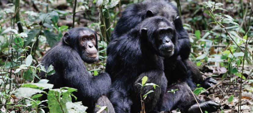 Chimpanzee Safari Costs in Uganda