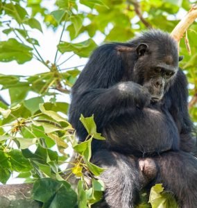 Chimpanzee Safari Costs