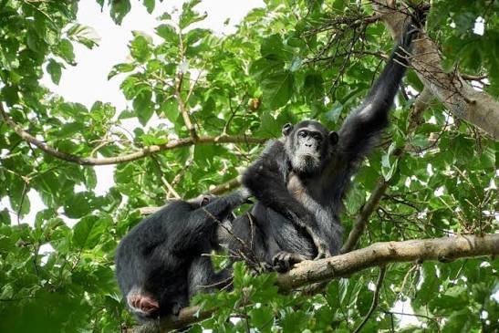 Chimpanzee Trekking Safari Cost Guide
