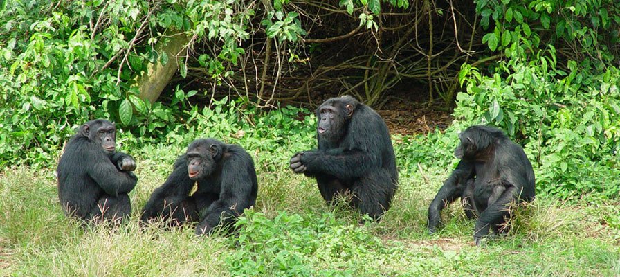 Understanding the Best Time for Chimpanzee Tracking helps you plan a safari that matches your expectations and travel style. Whether you prefer the comfortable dry seasons or the peaceful beauty of the rainy months, Uganda offers