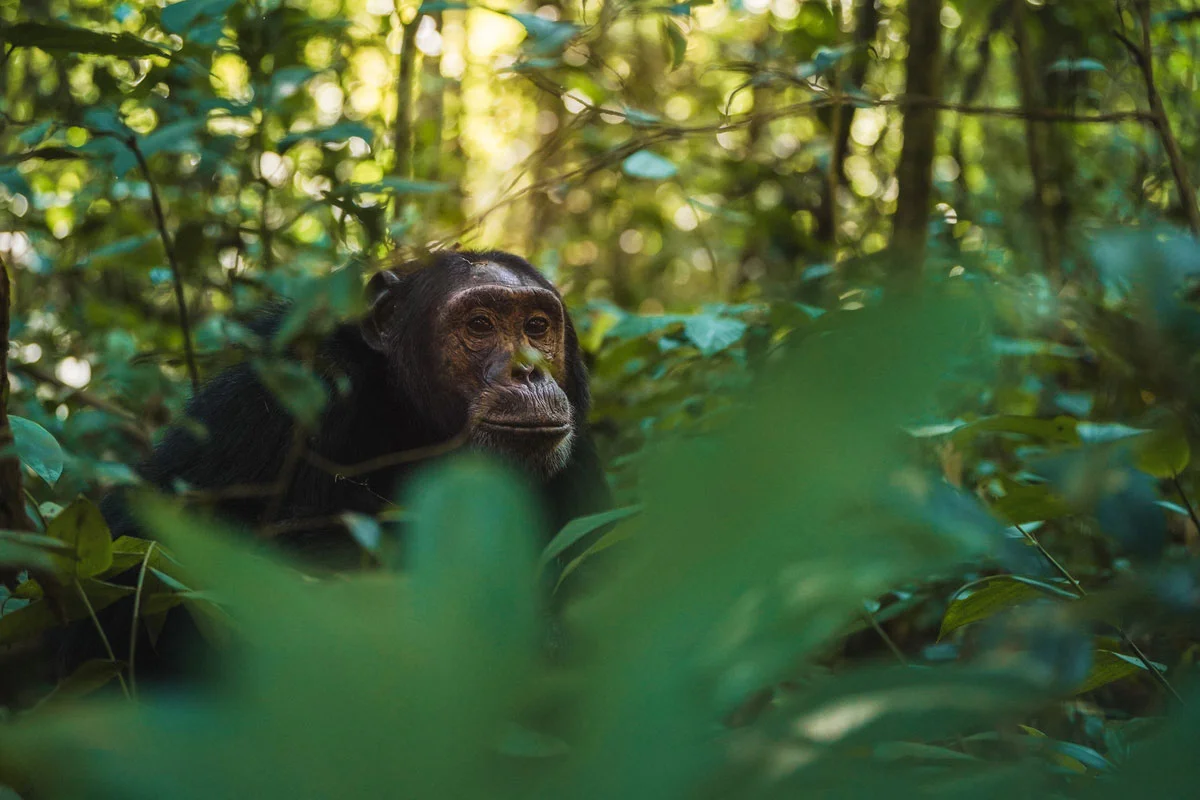 Chimpanzee Trekking in Kibale Forest with Nextgen Safaris