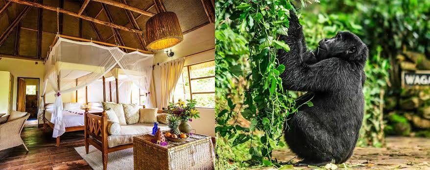 Choosing the Right Accommodation for Families on Gorilla Trekking Safari