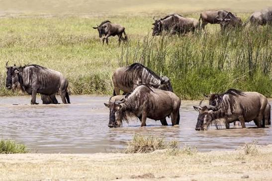 Explore Burundi as Part of a Wider East Africa Safari