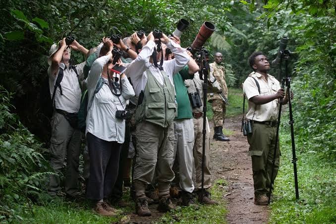 Combining Birdwatching in Uganda with Other Safari Experiences