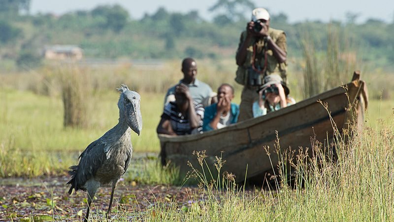 Birdwatching in Uganda and Wildlife Safari Experiences