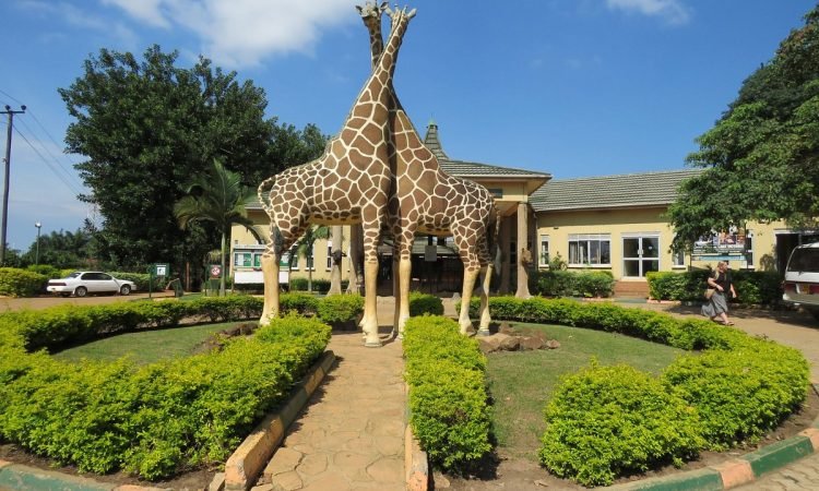 Combining Entebbe Zoo with Uganda Safari Experiences