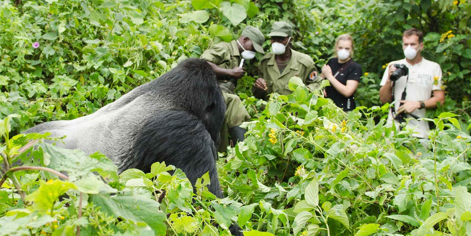 Swedish Speaking Guides on Uganda and Rwanda Safari supporting gorilla trekking adventures in East Africa