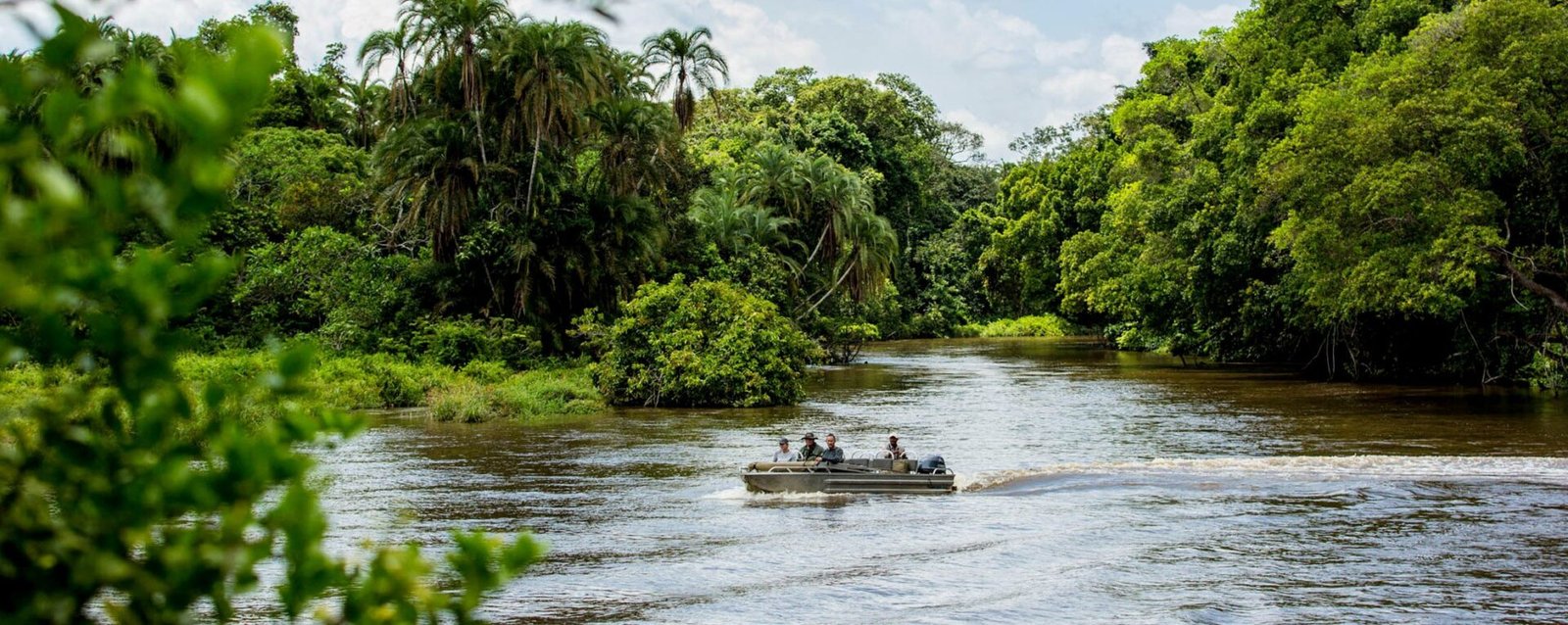 Beyond gorillas, Congo offers incredible wildlife experiences featuring forests,