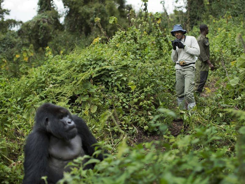 Turkish Speaking Guides on Uganda and Rwanda Safari explaining the conservation benefits of gorilla trekking