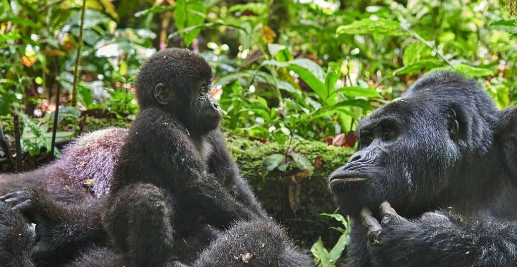 Gorilla Trekking Conservation Benefits Uganda and Rwanda