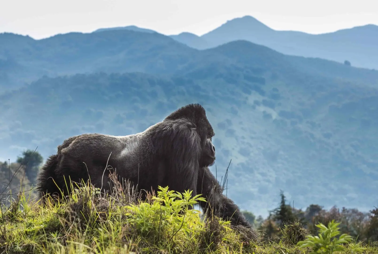 Conservation Benefits of Gorilla Trekking