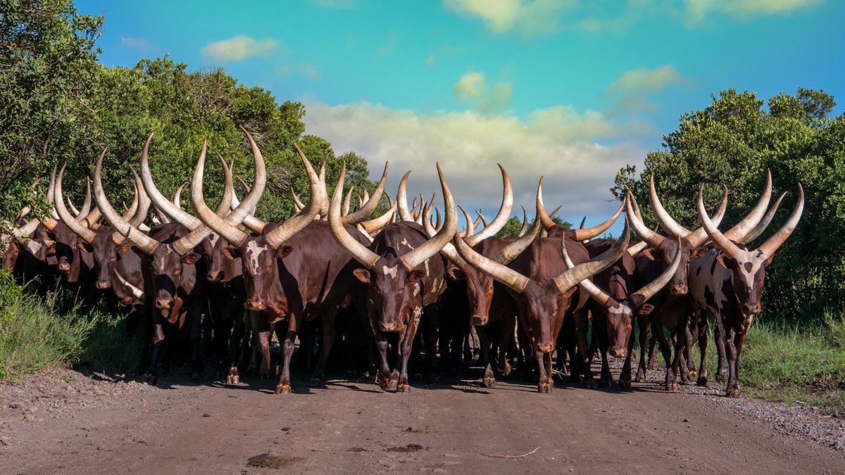 Protecting indigenous livestock breeds has become increasingly important as commercial farming expands across Africa. Conservation programs aim to preserve the unique genetic characteristics of Ankole cattle while supporting sustainable breeding practices that benefit local