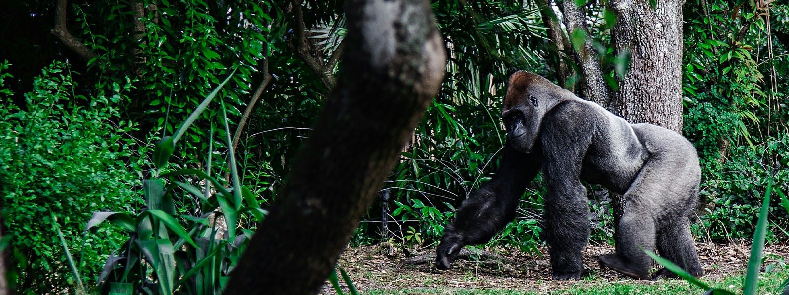 Cultural and Conservation Impact of Safaris Uganda