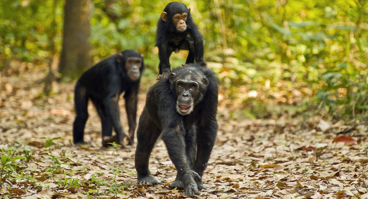 December to February is another excellent period for chimpanzee tracking in Uganda